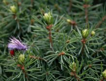 Sedgehammer Red Tag - Výtečná napodobenina kukly chrostíka využívající úspěšné barevné kombinace slavné Rudořitky. Opravdu povedený vzor klamající potočáky, duháky a siveny!