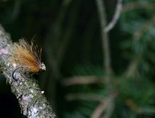 Cinnamon Championship Caddis Vol. II - Tentokrát na smrkové větvi. Je čas na jeho využití při lovu!