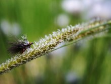 Championship Caddis - Drobná a velice lehká přírodně laděná muška. Ve velké oblibě ji mají hlavně pstruzi, lipani a bílá ryba!