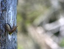 Struggling Sedge Pupa - Okatá a šťavnatá muška imitující kuklu chrostíka stoupající k hladině. Věřte, že tomuto vzoru odolá málokterá lososovitá ryba!