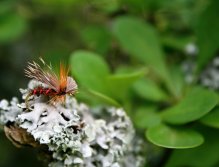 Fiery Drop Sedge - Originálně a moderně pojatá suchá chrostíková muška z dílny George Barona. Výborný vzor pro ty nejvybíravější říční i jezerní pstruhy!