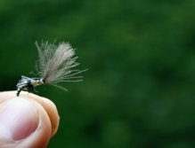 Grannom Pupa CDC Emerger - A mám tě! Skvělý vzor pro chvíle, kdy ryby nepřijímají suché vzory přímo z hladiny, ale loví kukly chrostíků těsně pod ní.