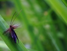 Murrough - Nádherná a velice věrná imitace velkého tmavého chrostíka. Výborný vzor pro lov v zarostlých partiích řeky pod stromy a keři.