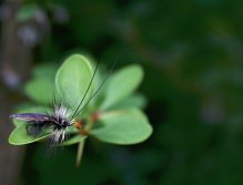 Sedge Saville Super Silver - Další suchá muška se skvělou siluetou a perfektními detaily! Neodolatelné sousto pro tečkované labužníky našich horských řek!