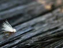 Elk Wing Caddis - Naprostá a časem ověřená klasika! Jednoduchá pstruhová muška účinná po celém světě.