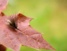 CJ CDC Caddis - Výborný suchý vzor, který kombinuje klasické a moderní vázací materiály a skvěle imituje menšího šedo-béžového chrostíka.
