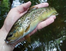 Krásy českého potočáka = Hra barev!