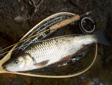 Správná volba! Ale tentokrát ne pro pstruha... Velký tloušť přes 50 cm z hlubšího místa.