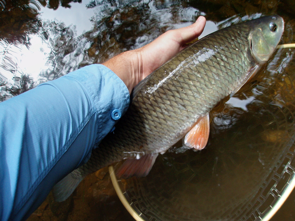 Je na �ase zm�nit m�sto. Dal�� terorista pstruhov�ch vod v m� s�ti.