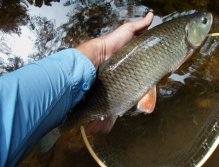 Je na čase změnit místo. Další terorista pstruhových vod v mé síti.