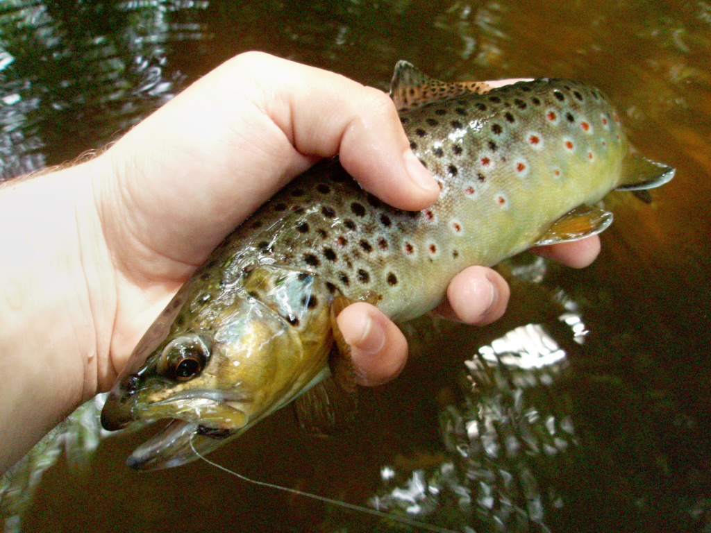 Skv�lou podpovrchovou mu�kou je i Pupa Sparkle Black!