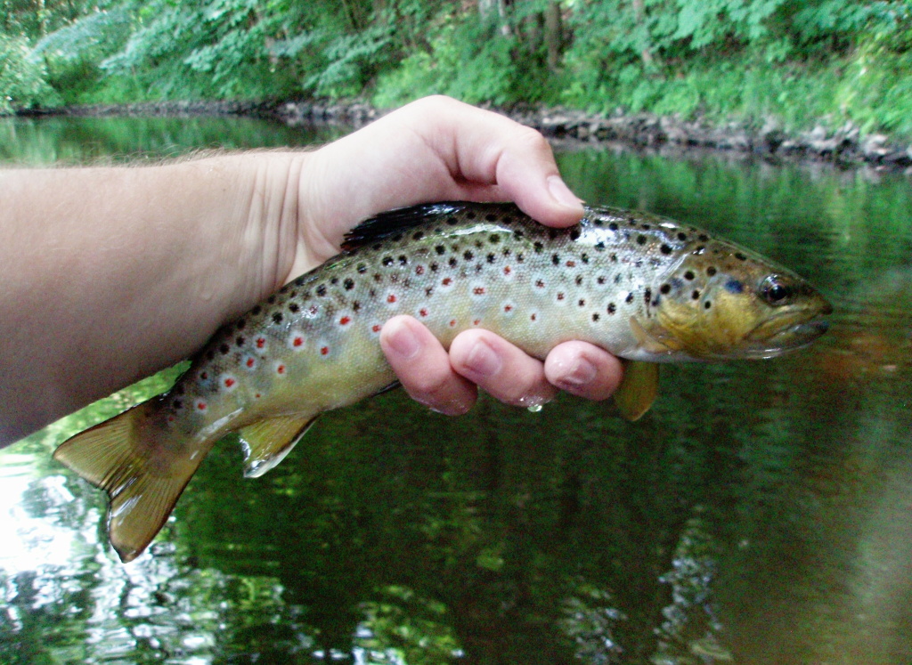 Te�kovan� bojovn�k v cel� sv� kr�se.