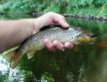 Tečkovaný bojovník v celé své kráse.