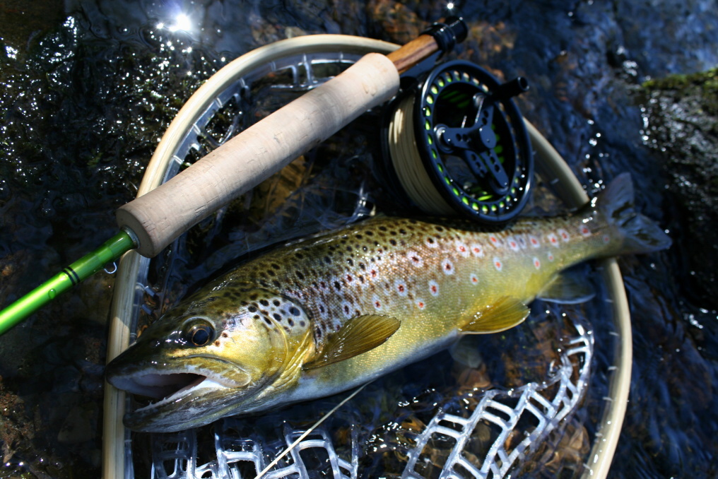 Te�kovan� a velice p�kn� ml���k chycen� na Goddarda.