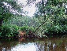 Velice dobrý flek pod stromem ukrývající pěkné potočáky!