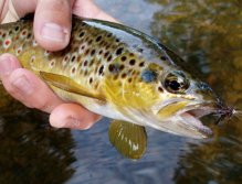 Věrná napodobenina Sedge Saville Dark Brown boduje!