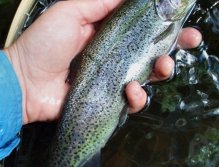 Dalším hodem přichází menší vysazený duhák - snadná kořist pro masa-chtivé "sportovní rybáře".