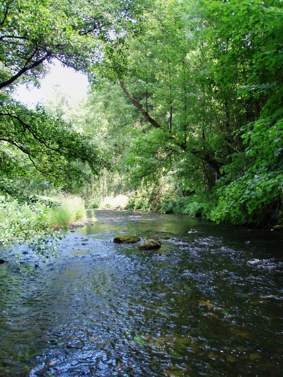 ���ka je v t�chto m�stech pom�rn� m�lk� a proudn�. I tak se zde vyskytuje hodn� men��ch hladov�ch pstruh�