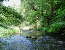 Říčka je v těchto místech poměrně mělká a proudná. I tak se zde vyskytuje hodně menších hladových pstruhů