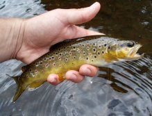 A tady máme jednoho z nich. Velice pěkný menší potočák plný energie.