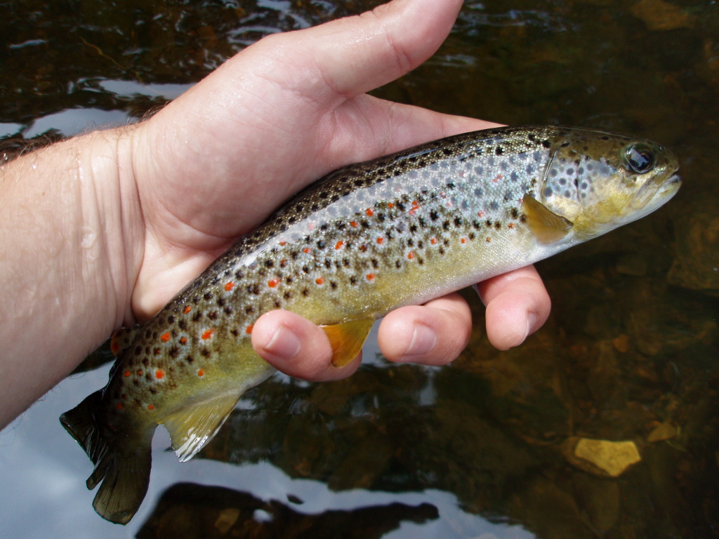 Funguje to! Kr�sn� vybarven� �esk� poto��k neodolal.