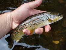 Funguje to! Krásně vybarvený český potočák neodolal.