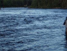 Večerní lov lososů