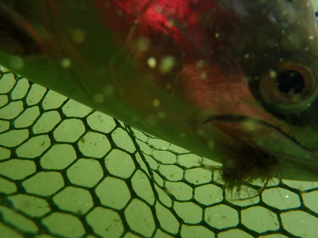 Duh�k z Grafham Water