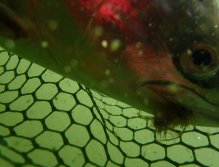 Duhák z Grafham Water