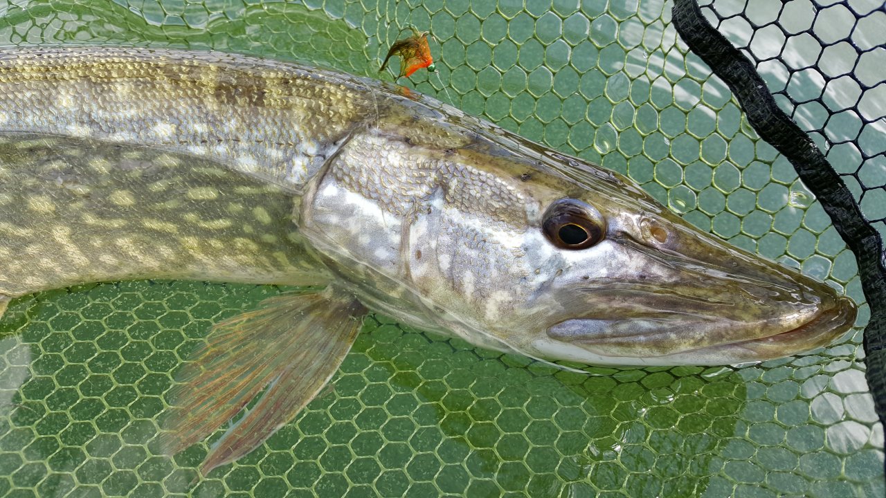 �tika v detailu s mu�kou