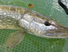 Štika v detailu s muškou