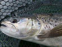 Potočák z Pitsford Water