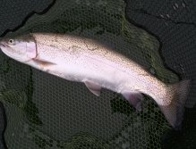 Pstruh duhový v podběráku