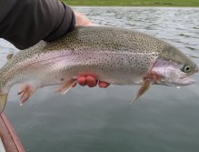 Další hezký duhák z Pitsford Water