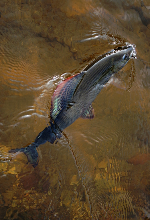 Kr�sn� vybarven� "Vlajkono�".