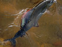 Krásně vybarvený "Vlajkonoš".