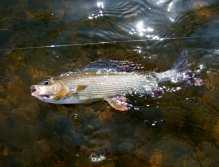 První odvážlivec na sebe nenechal dlouho čekat.