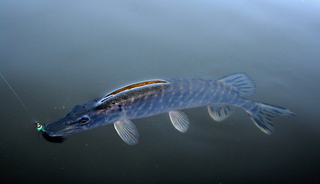 Mal� �ti�ka neodolala Montan� - Tradi�n� a snad nejobl�ben�j�� jezern� lura pou�iteln� po celou sezonu.