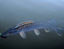 Malá štička neodolala Montaně - Tradiční a snad nejoblíbenější jezerní lura použitelná po celou sezonu.