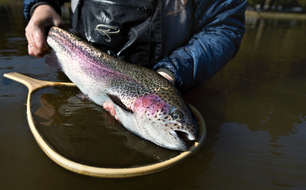 N�dhern� vybarven� velk� pstruh duhov�... Posledn� okam�iky p�ed pu�t�n�m zp�t do vody.