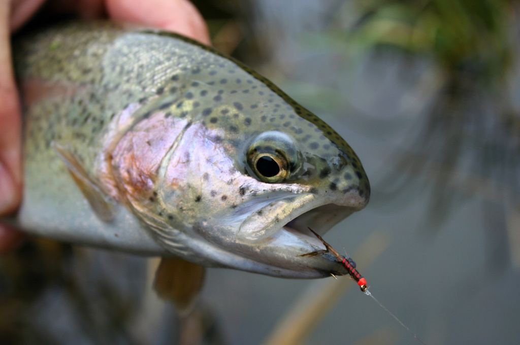 Men�� duh�k jako�to d�kaz, m�sto plan�ch slib�! ;-)