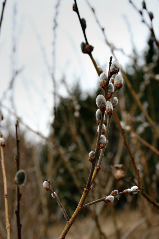P��roda teprve pomalu o��v� ve sv� nejtypi�t�j�� jarn� podob�!