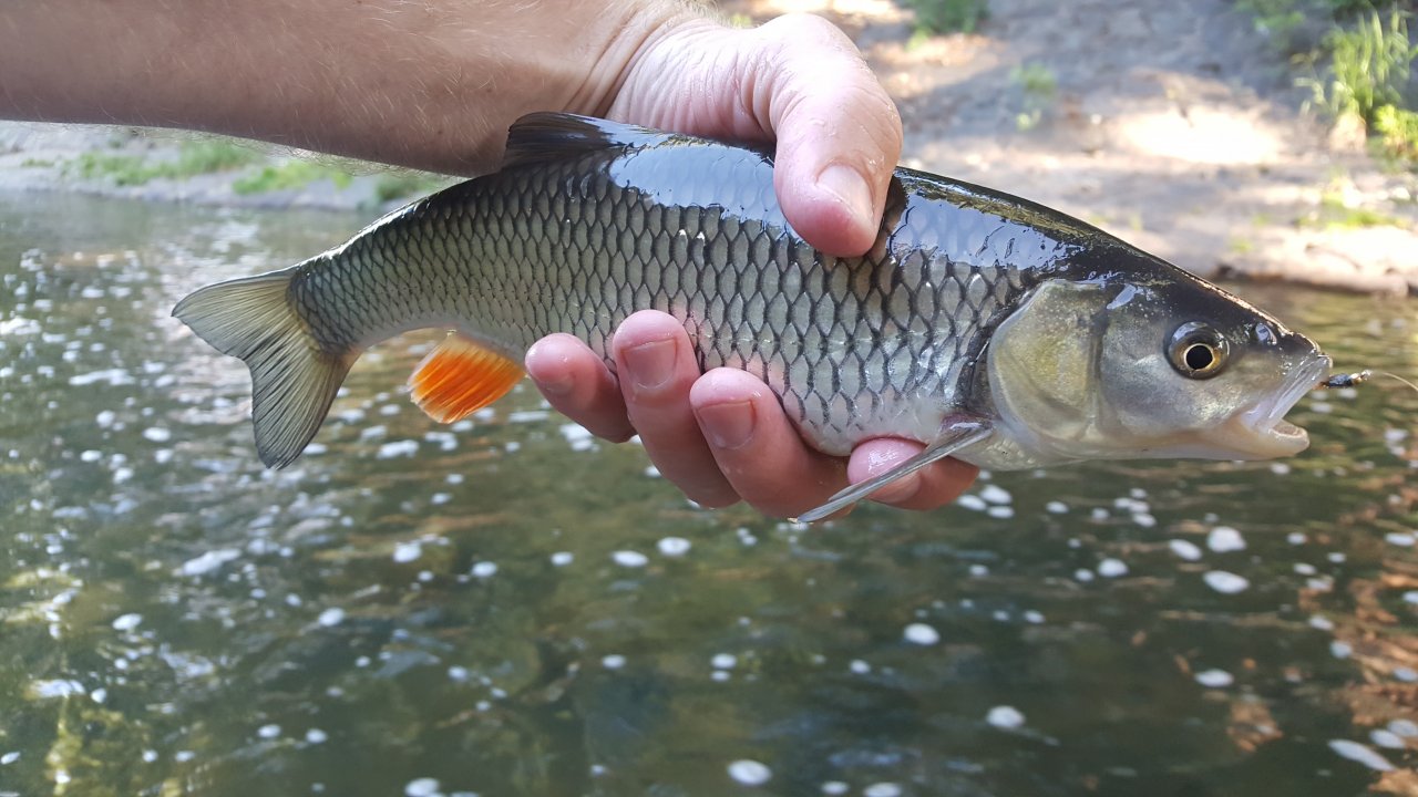 Nejv�t�� ryba dne