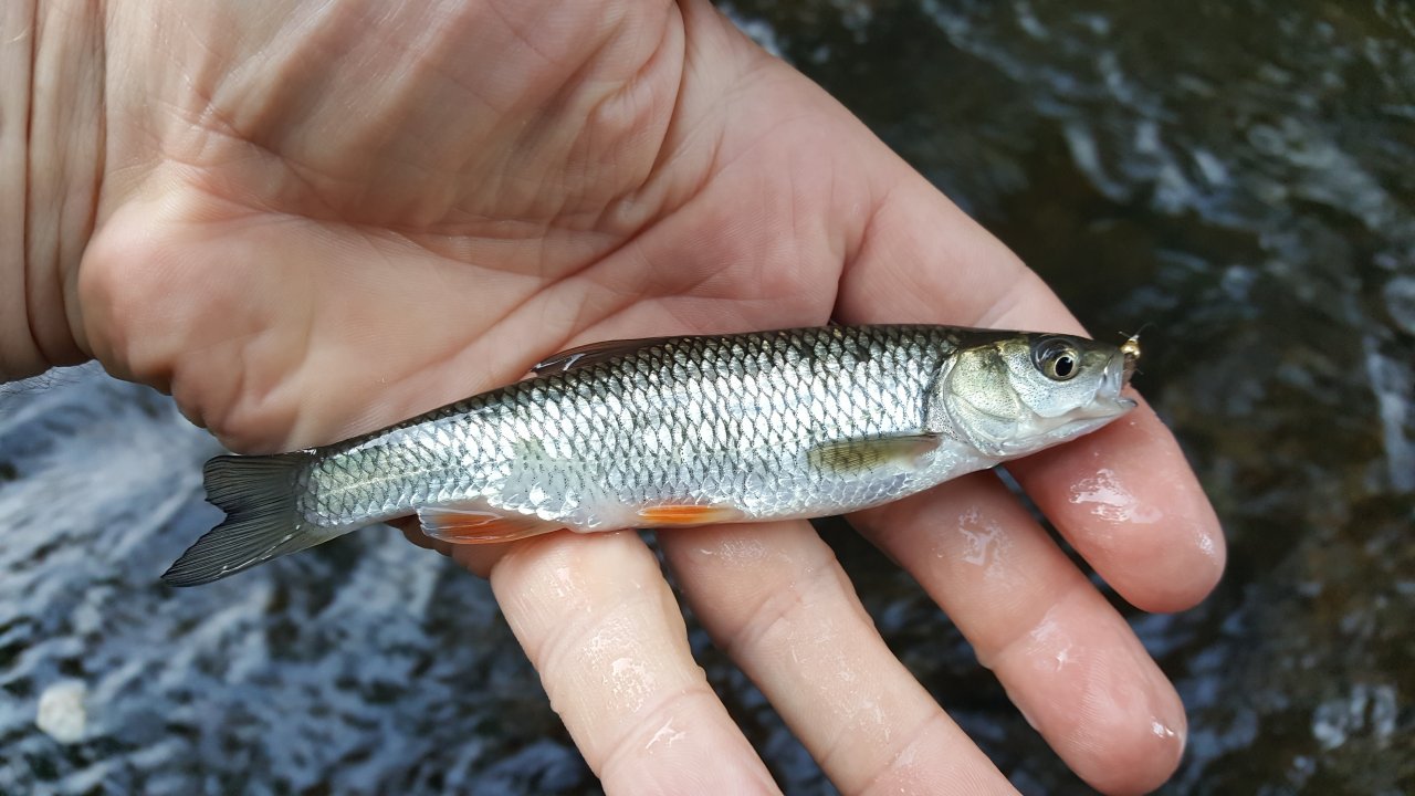 Mal�, ale �rav�...