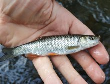 Malý, ale žravý...