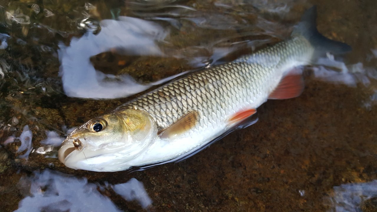 Trochu v�t�� tlou��