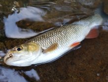 Trochu větší tloušť