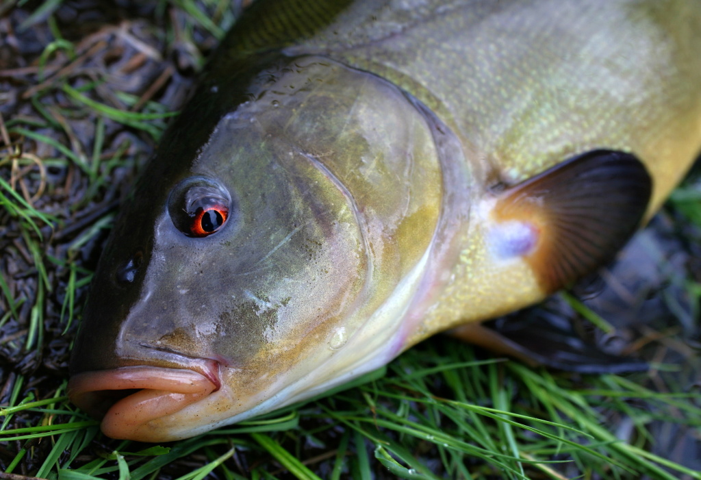 Kr�sn� ��belsk� oko l�na z lesn�ho jez�rka.