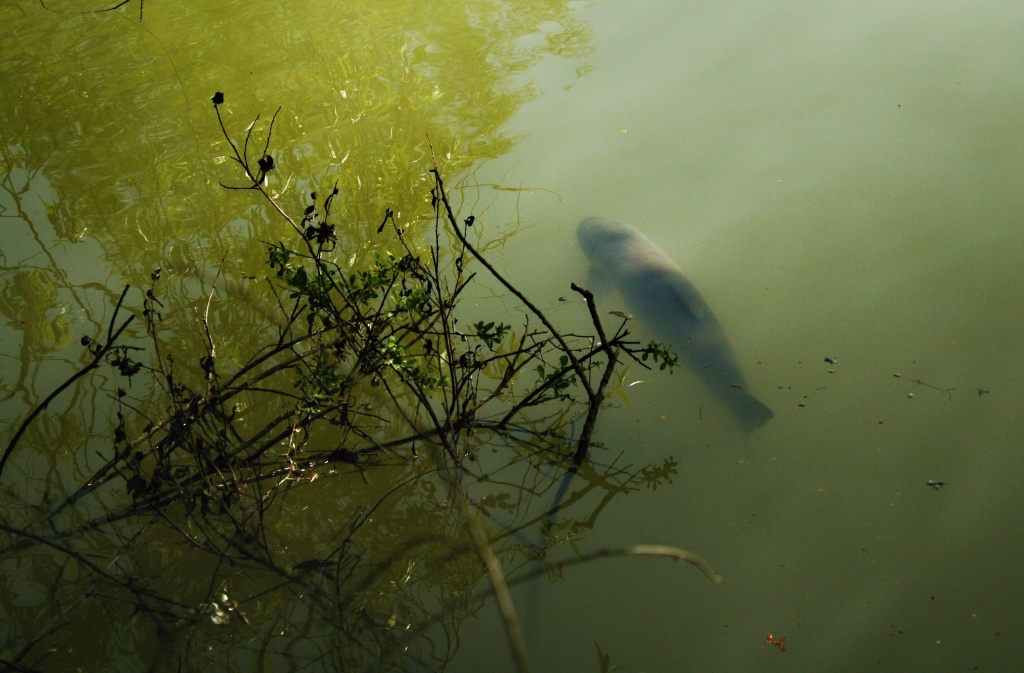 Velk� amur v m�m loveck�m teritoriu = Velk� v�zva!!!