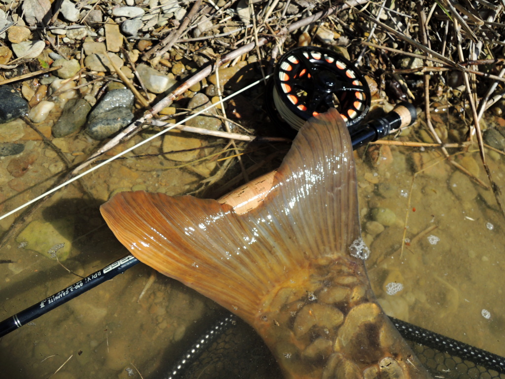 Obrovsk� ocasn� ploutev kap��ho giganta.